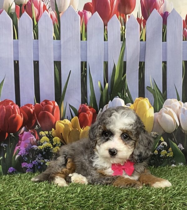 Photo of Ms. Bagel the F1B Mini-Bernedoodle puppy