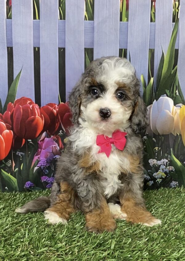 Photo of Ms. Bagel the F1B Mini-Bernedoodle puppy