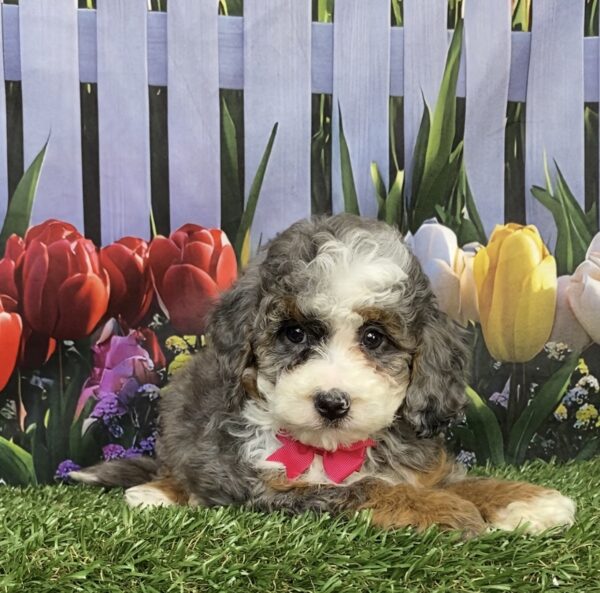 Photo of Ms. Bagel the F1B Mini-Bernedoodle puppy