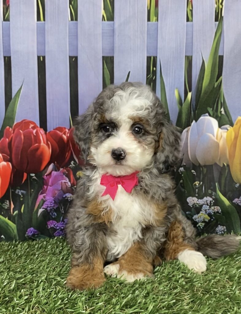Photo of Ms. Bagel the F1B Mini-Bernedoodle puppy