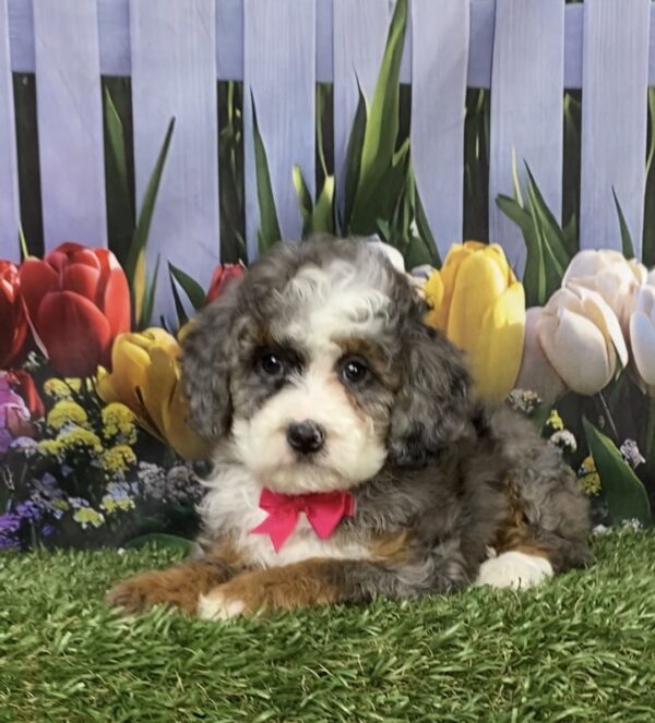 Photo of Ms. Bagel the F1B Mini-Bernedoodle puppy