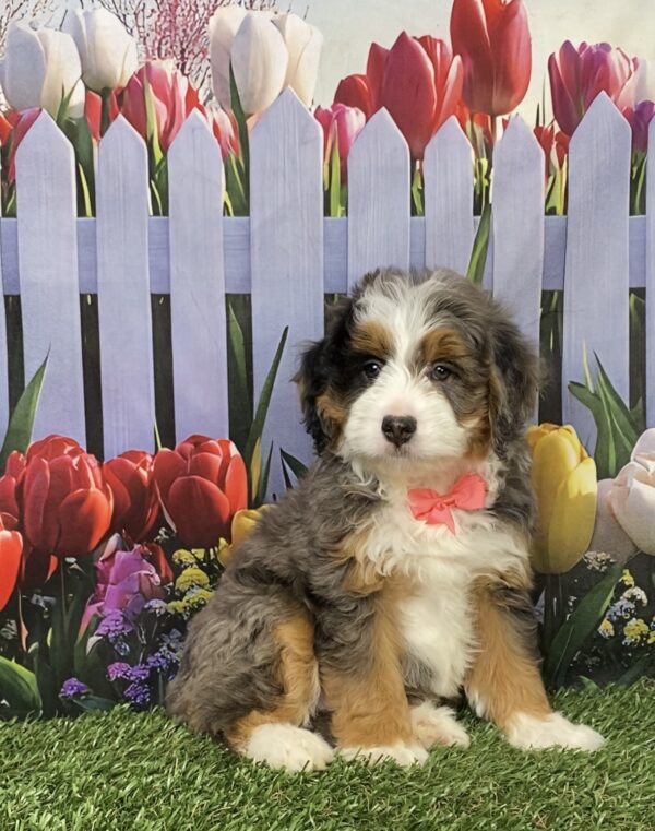 Photo of Ms. Bella the F1B Mini-Bernedoodle puppy