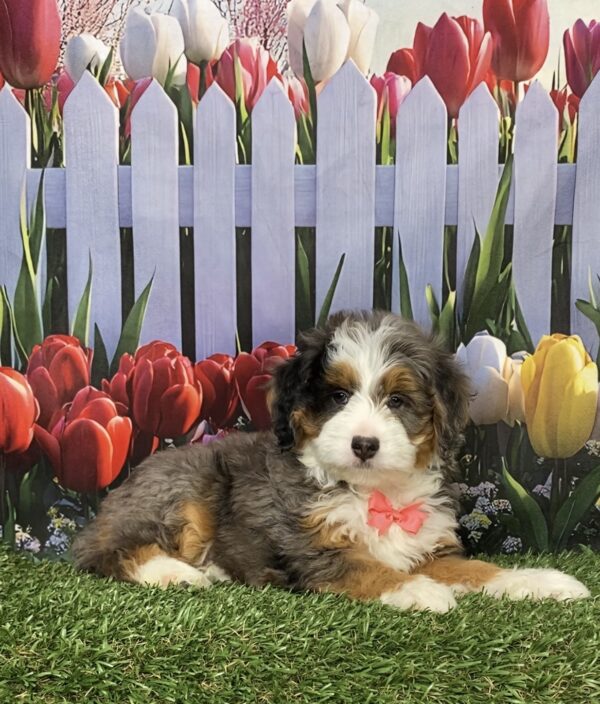 Photo of Ms. Bella the F1B Mini-Bernedoodle puppy