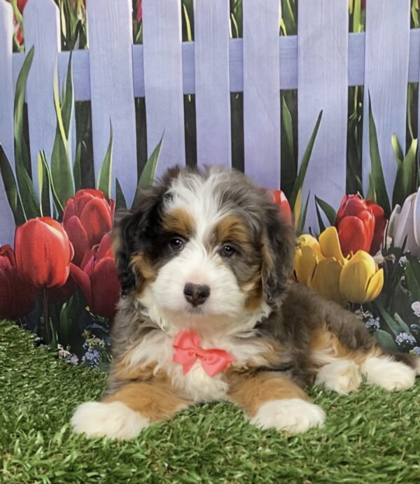 Photo of Ms. Bella the F1B Mini-Bernedoodle puppy