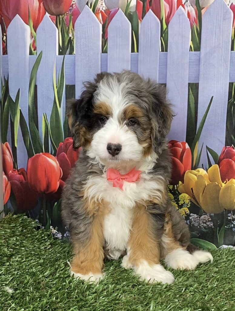 Photo of Ms. Bella the F1B Mini-Bernedoodle puppy