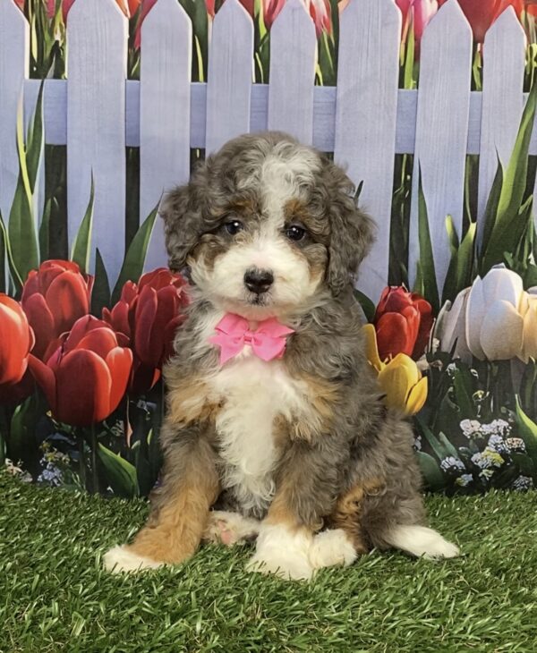 Ms. Blossom the F1B Mini-Bernedoodle puppy