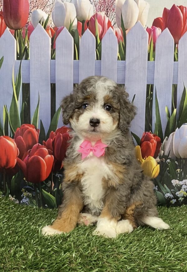 Photo of Ms. Blossom the F1B Mini-Bernedoodle puppy