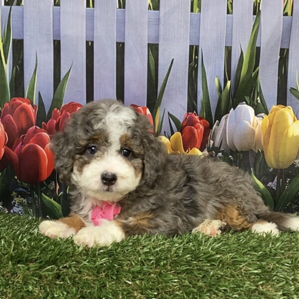 Photo of Ms. Blossom the F1B Mini-Bernedoodle puppy