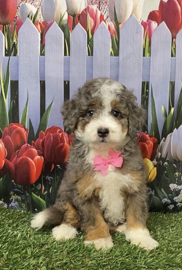 Photo of Ms. Blossom the F1B Mini-Bernedoodle puppy