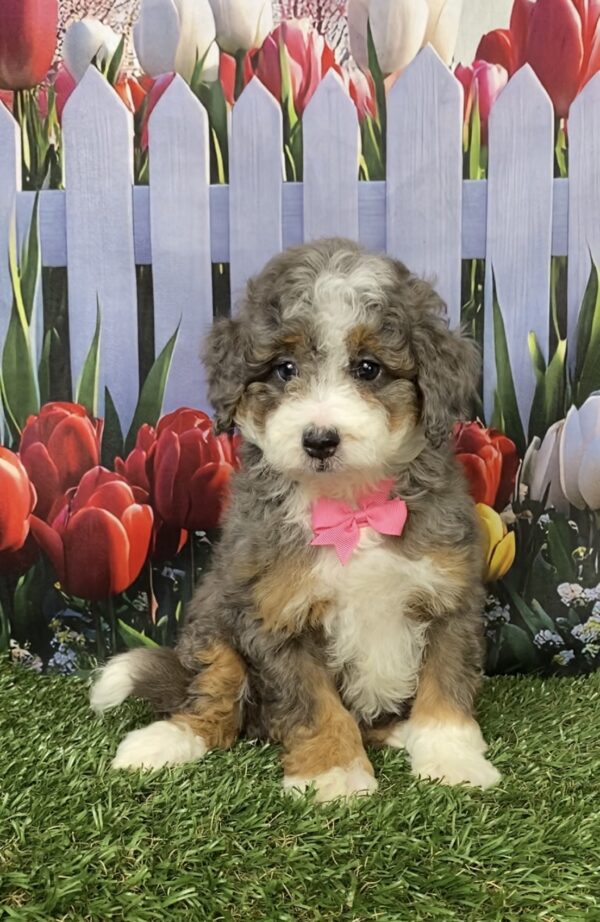 Photo of Ms. Blossom the F1B Mini-Bernedoodle puppy