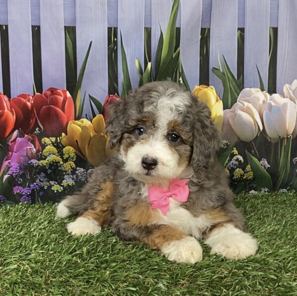 Photo of Ms. Blossom the F1B Mini-Bernedoodle puppy