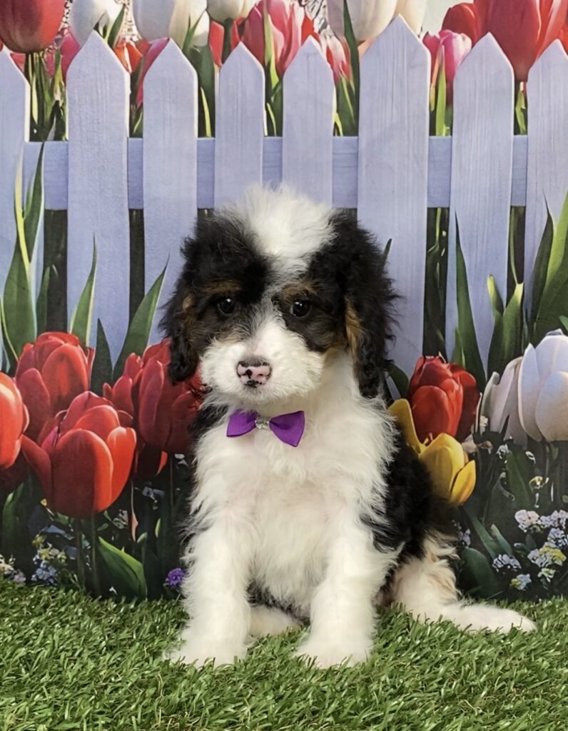 Photo of Ms. Coco the Mini-Bernedoodle puppy