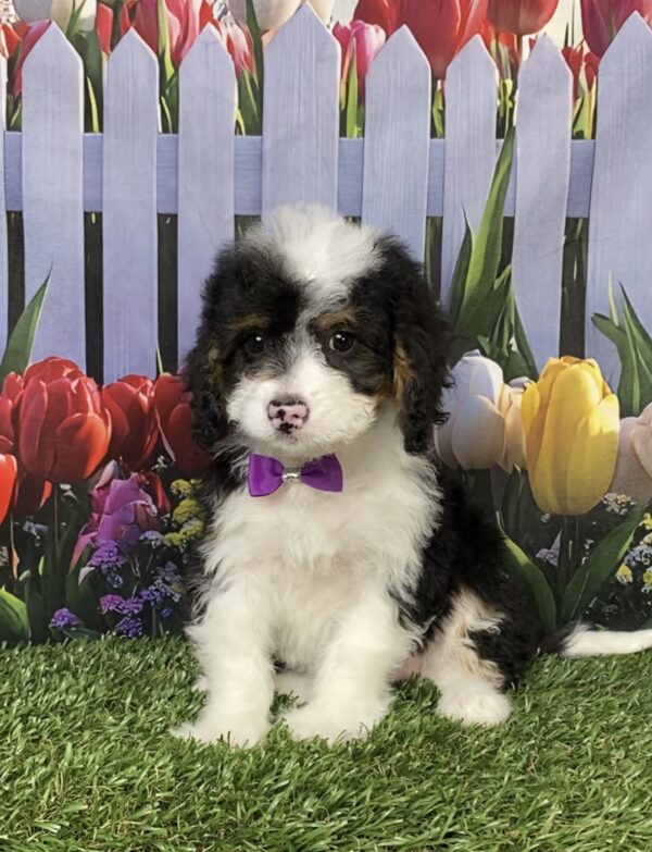 Photo of Ms. Coco the Mini-Bernedoodle puppy