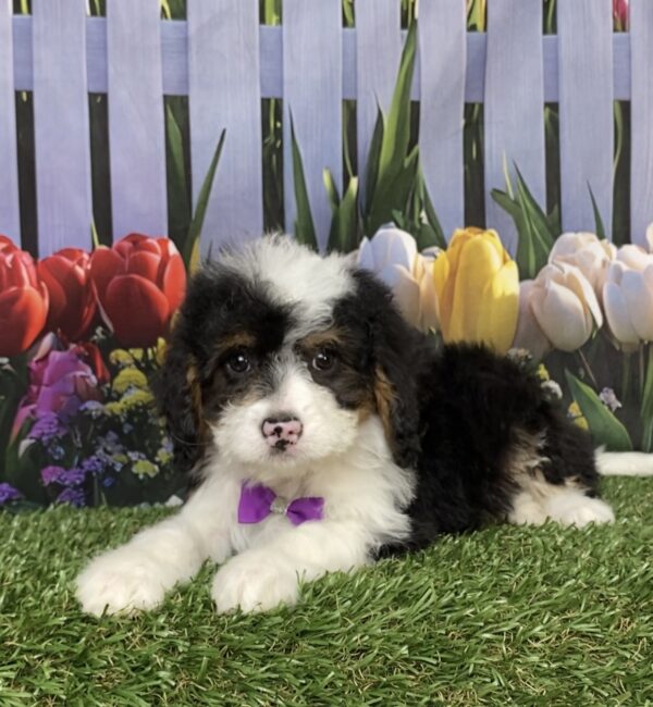 Photo of Ms. Coco the Mini-Bernedoodle puppy