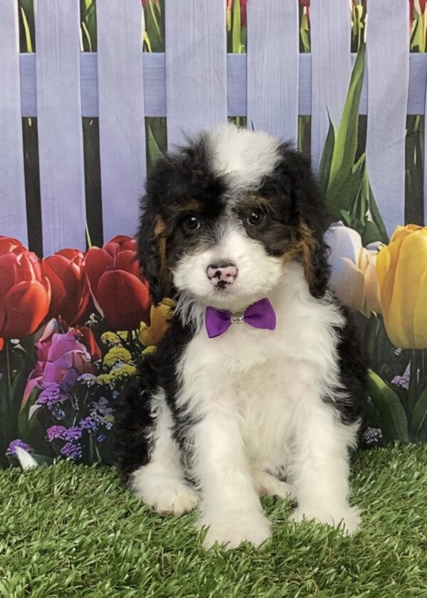 Photo of Ms. Coco the Mini-Bernedoodle puppy