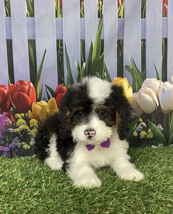 Photo of Ms. Coco the Mini-Bernedoodle puppy