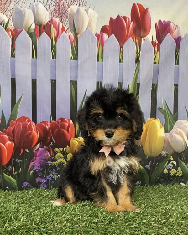 Ms. Corrie the  Mini-Bernedoodle puppy