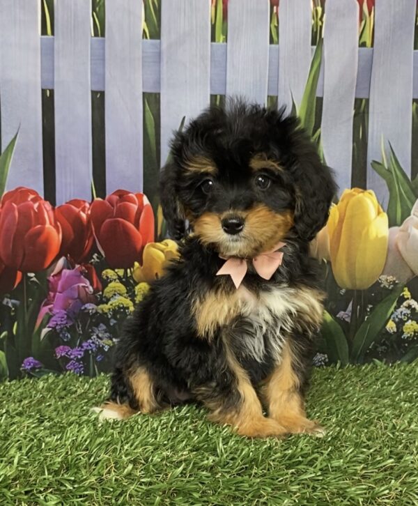 Photo of Ms. Corrie the Mini-Bernedoodle puppy
