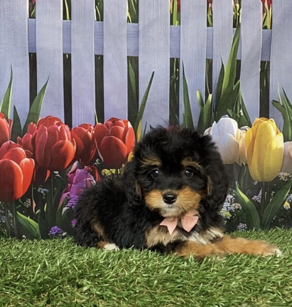 Photo of Ms. Corrie the Mini-Bernedoodle puppy