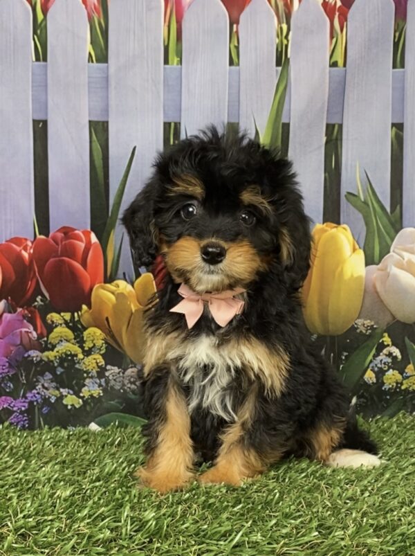 Photo of Ms. Corrie the Mini-Bernedoodle puppy