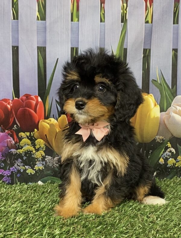 Photo of Ms. Corrie the Mini-Bernedoodle puppy