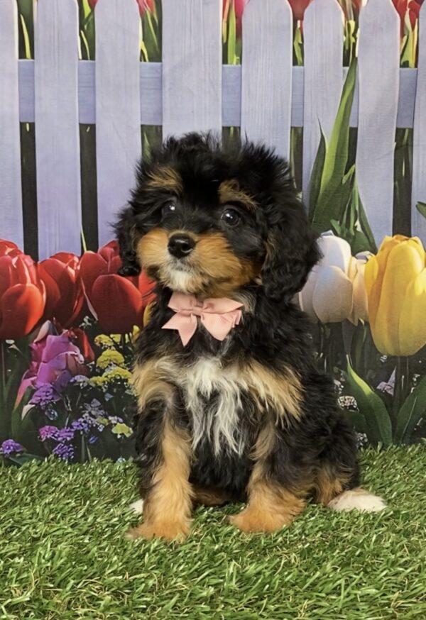 Photo of Ms. Corrie the Mini-Bernedoodle puppy