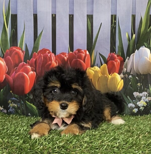 Photo of Ms. Corrie the Mini-Bernedoodle puppy