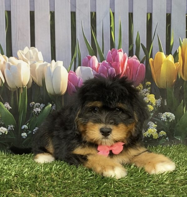 Ms. Daffodil the  Mini-Bernedoodle puppy