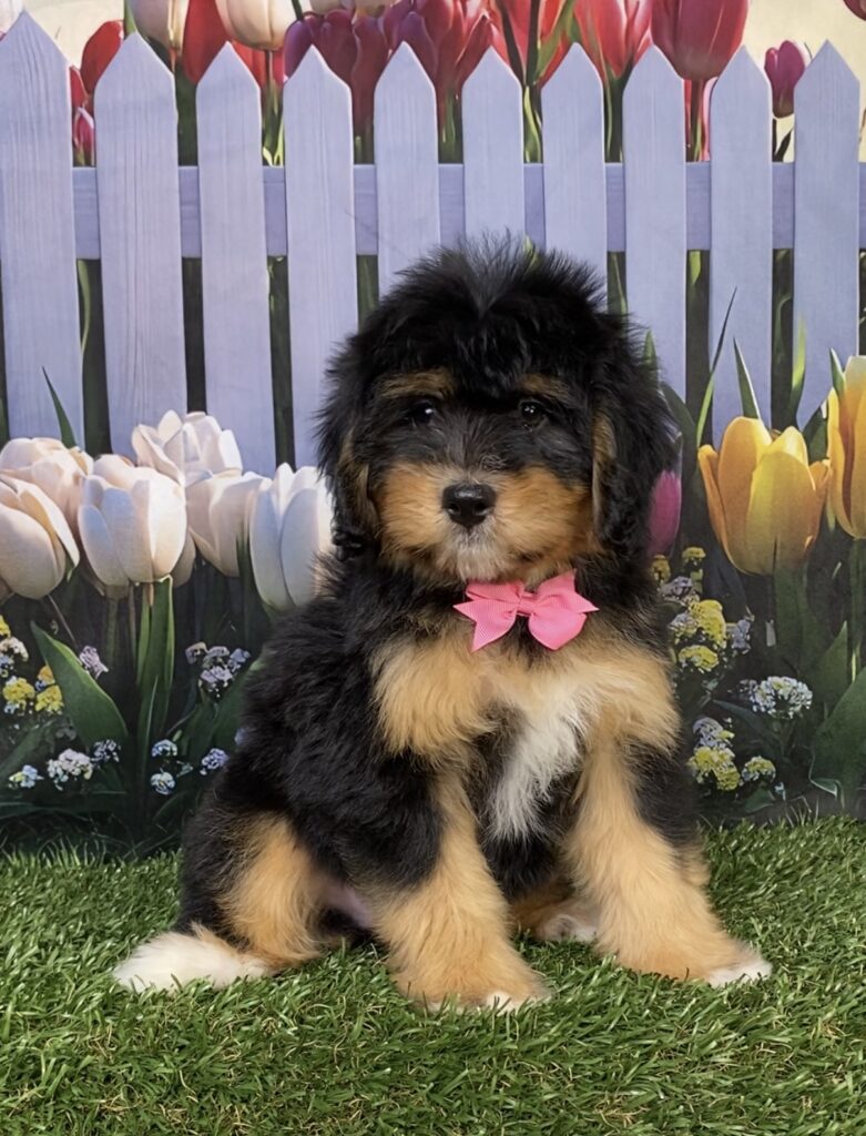 Photo of Ms. Daffodil the Mini-Bernedoodle puppy