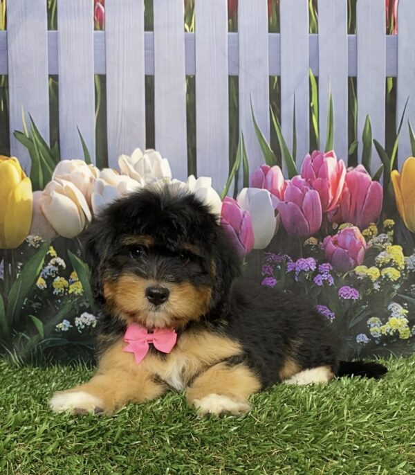 Photo of Ms. Daffodil the Mini-Bernedoodle puppy