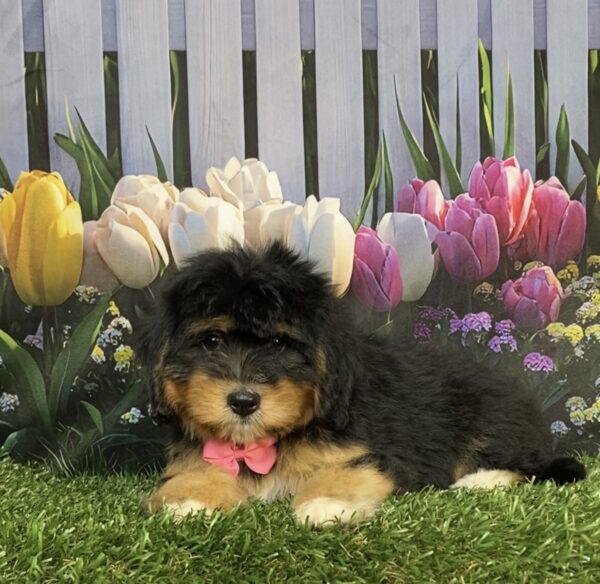 Photo of Ms. Daffodil the Mini-Bernedoodle puppy