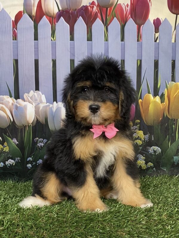 Photo of Ms. Daffodil the Mini-Bernedoodle puppy