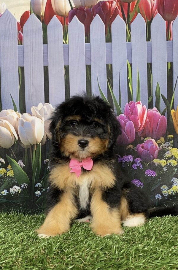 Photo of Ms. Daffodil the Mini-Bernedoodle puppy