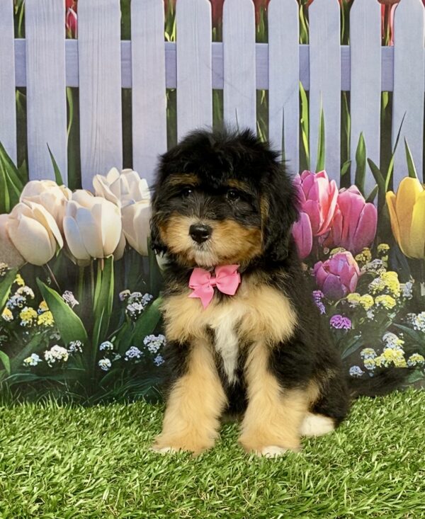 Photo of Ms. Daffodil the Mini-Bernedoodle puppy