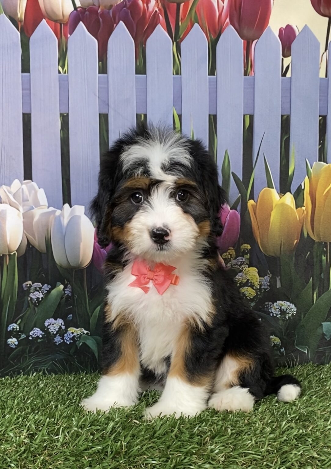 Photo of Ms. Daisy the Mini-Bernedoodle puppy