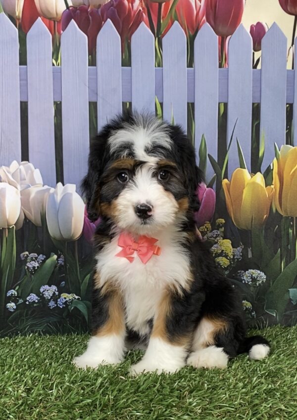 Ms. Daisy the  Mini-Bernedoodle puppy