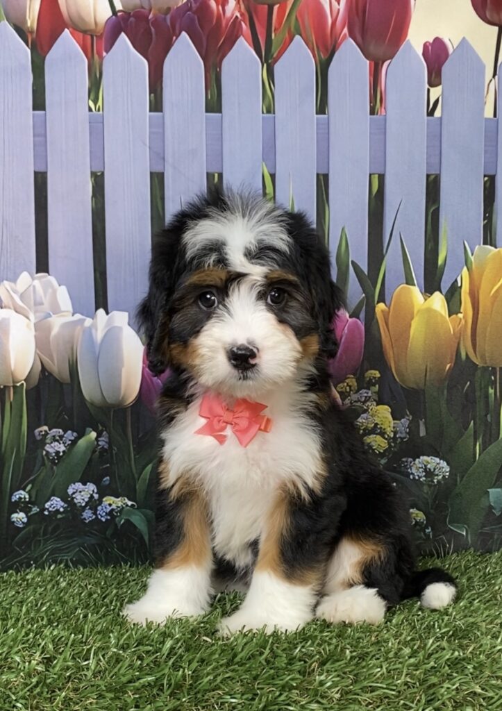 Photo of Ms. Daisy the Mini-Bernedoodle puppy