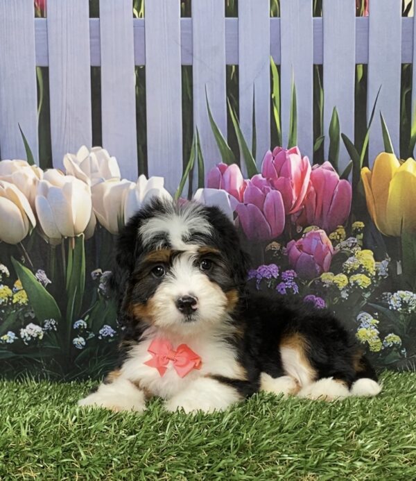 Photo of Ms. Daisy the Mini-Bernedoodle puppy