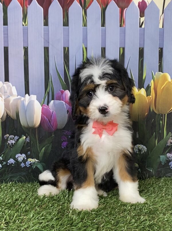 Photo of Ms. Daisy the Mini-Bernedoodle puppy