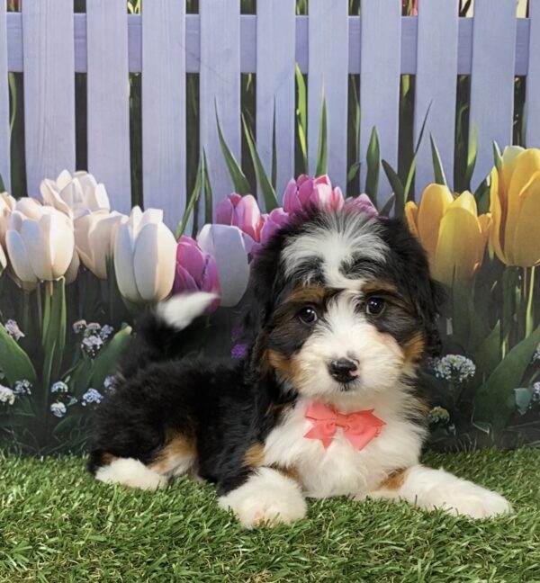 Photo of Ms. Daisy the Mini-Bernedoodle puppy