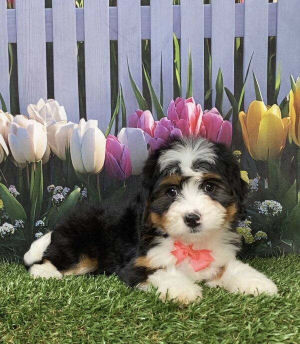 Photo of Ms. Daisy the Mini-Bernedoodle puppy