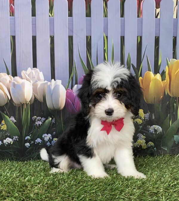 Ms. Dakota the  Mini-Bernedoodle puppy