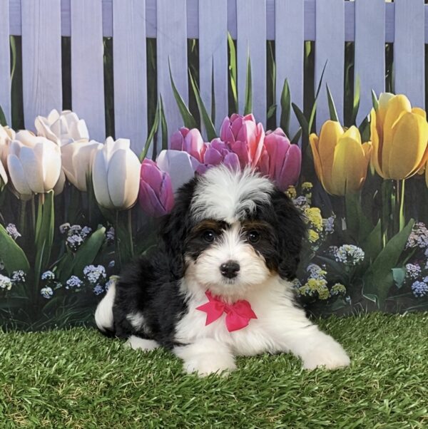 Photo of Ms. Dakota the Mini-Bernedoodle puppy