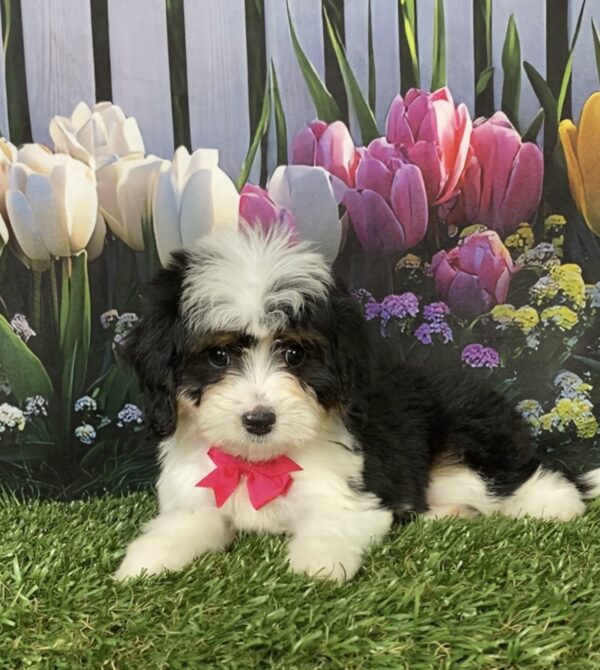 Photo of Ms. Dakota the Mini-Bernedoodle puppy