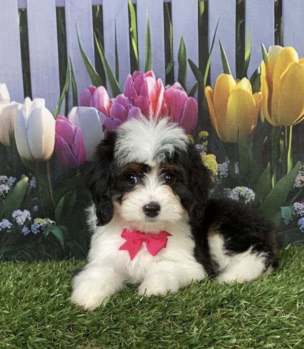 Photo of Ms. Dakota the Mini-Bernedoodle puppy
