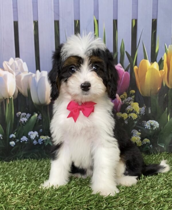 Photo of Ms. Dakota the Mini-Bernedoodle puppy