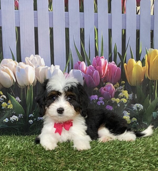 Photo of Ms. Dakota the Mini-Bernedoodle puppy