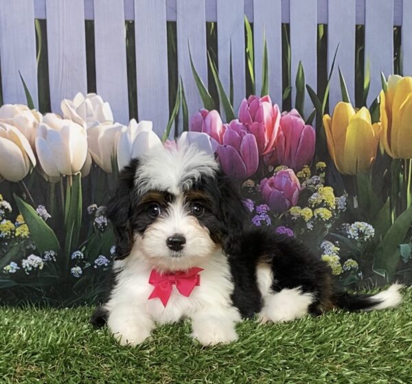 Photo of Ms. Dakota the Mini-Bernedoodle puppy