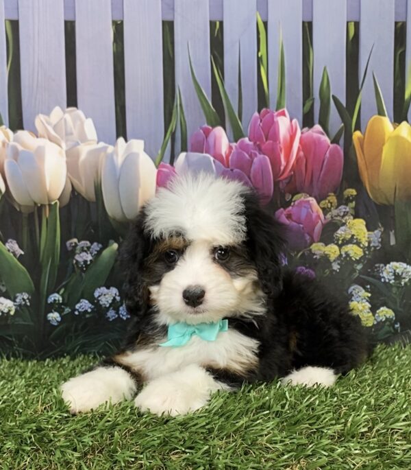 Ms. Dixie the  Mini-Bernedoodle puppy