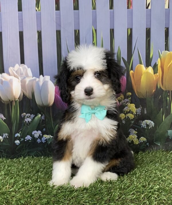 Ms. Dixie the  Mini-Bernedoodle puppy